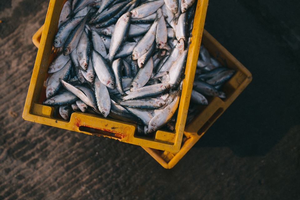 México destaca en el ranking de producción pesquera a nivel mundial