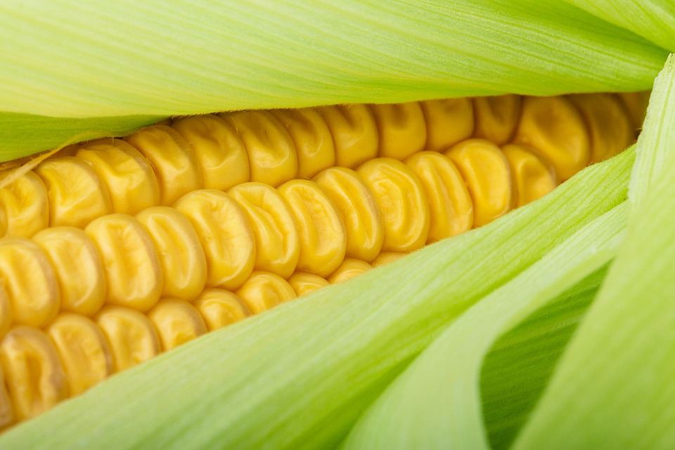 El precio del maíz en el mercado internacional